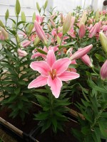 [4206 Marlon JWS No01.JPG]